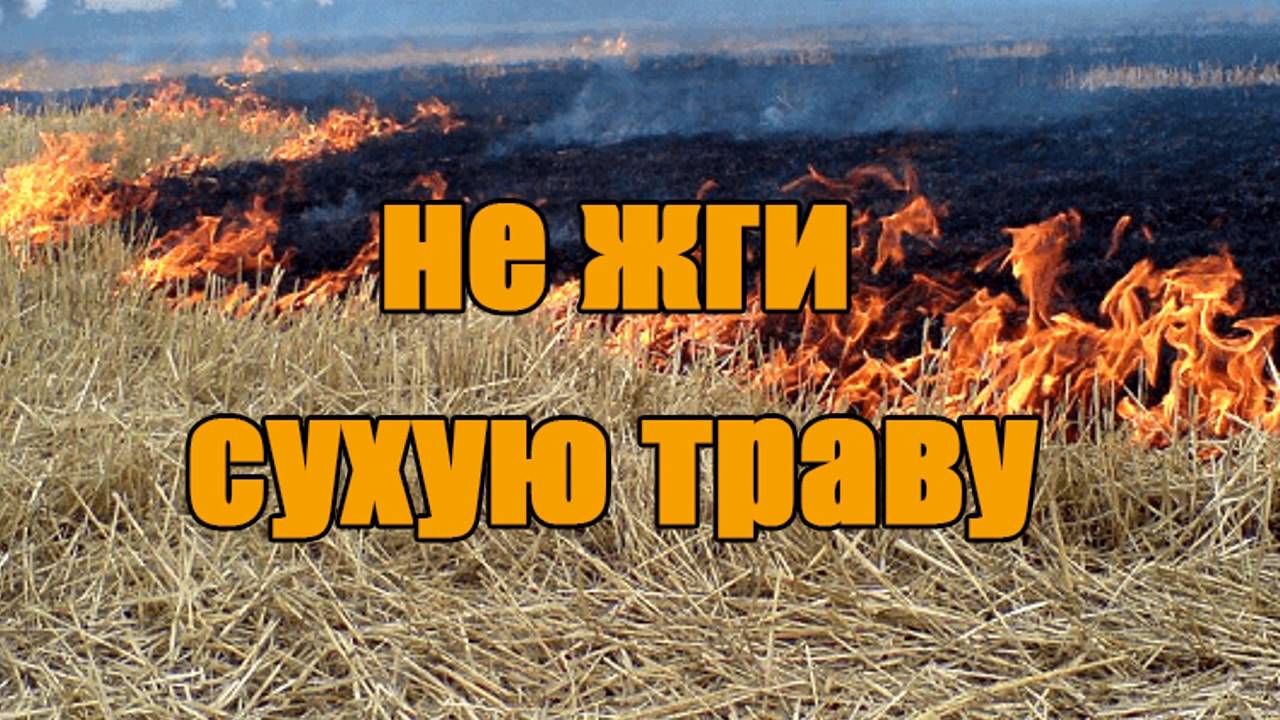 сухая трава